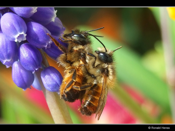 Insekten Bienen bei der Paarung